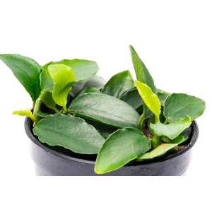 АНУБИАС НАНА ЛОНГ ВЕЙВ