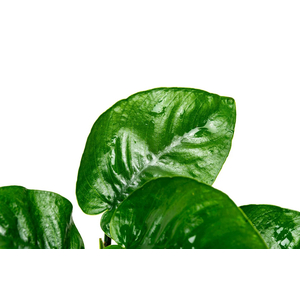 АНУБИАС БАРТЕРИ БАБОЧКА