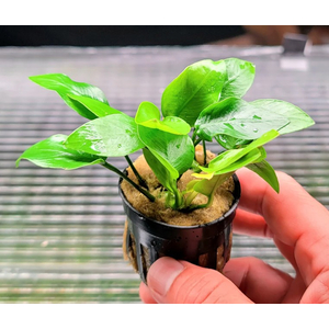 Растение на лаве АНУБИАС НАНА ЗОЛОТОЙ