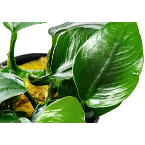 АНУБИАС НАНА ТОЛСТЫЙ ЛИСТ - Anubias nana sp 'thick leaf'