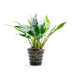 АНУБИАС ЛАНЦЕТОВИДНЫЙ