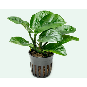 АНУБИАС БАРТЕРИ БАБОЧКА