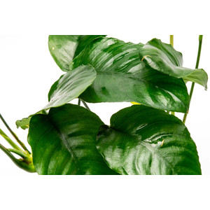 Растение на лаве АНУБИАС НАНА МОРЩИНИСТОЛИСТНЫЙ