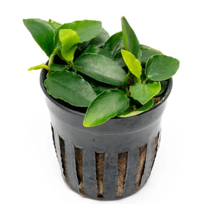 АНУБИАС НАНА ЛОНГ ВЕЙВ