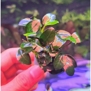 АНУБИАС НАНА БОНСАЙ в горшочке - Anubias nana bonsai