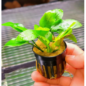 Растение на лаве АНУБИАС НАНА ЗОЛОТОЙ