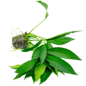 АНУБИАС КОНГО - Anubias congensis