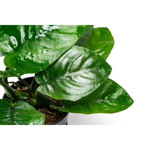 АНУБИАС БАРТЕРИ БАБОЧКА