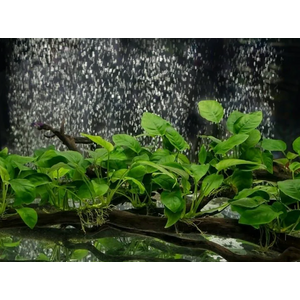 Анубиас бартери вар. нана (Anubias barteri var. nana)