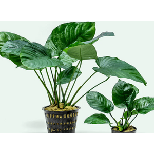 АНУБИАС БАРТЕРИ ШИРОКИЙ ЛИСТ 18-20см - Anubias barteri broad leaf