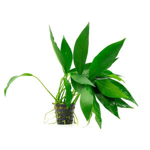 АНУБИАС КОНГО - Anubias congensis