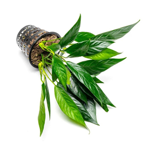 АНУБИАС ЛАНЦЕТОВИДНЫЙ