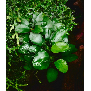 АНУБИАС НАНА БОНСАЙ в горшочке - Anubias nana bonsai