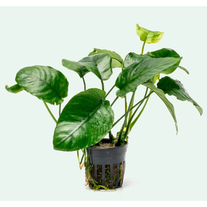 Растение на лаве АНУБИАС НАНА МОРЩИНИСТОЛИСТНЫЙ