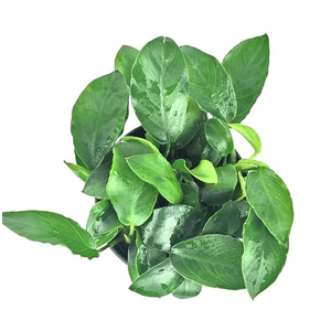 Растение на лаве АНУБИАС НАНА ПАКСИНГ