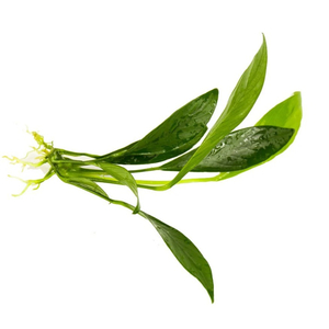 АНУБИАС КОНГО - Anubias congensis