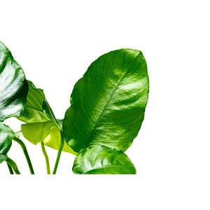 АНУБИАС БАРТЕРИ ВОЛНИСТЫЙ ЛИСТ