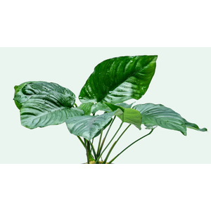 АНУБИАС БАРТЕРИ ШИРОКИЙ ЛИСТ 18-20см - Anubias barteri broad leaf