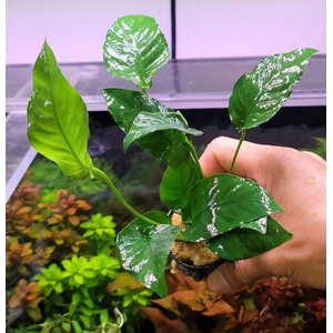 АНУБИАС БАРТЕРИ ПОЛОСАТЫЙ / Anubias barteri striped