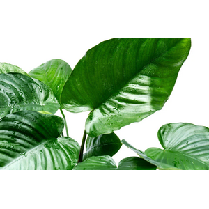 АНУБИАС БАРТЕРИ ШИРОКИЙ ЛИСТ 18-20см - Anubias barteri broad leaf