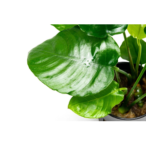 Растение на лаве АНУБИАС НАНА МОРЩИНИСТОЛИСТНЫЙ