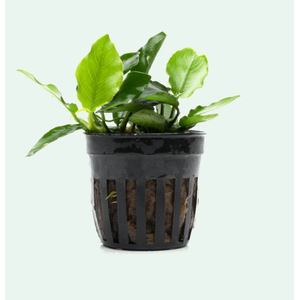 АНУБИАС НАНА ЛОНГ ВЕЙВ