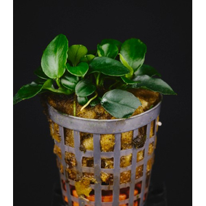АНУБИАС НАНА БОНСАЙ в горшочке - Anubias nana bonsai