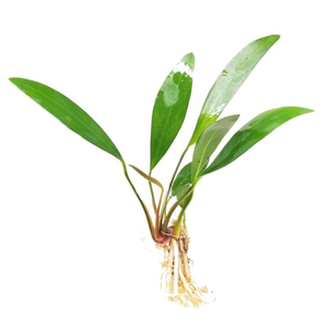 АНУБИАС ЛАНЦЕТОВИДНЫЙ