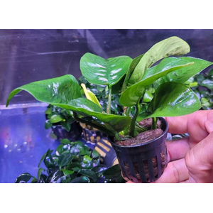 АНУБИАС БАРТЕРИ БАБОЧКА