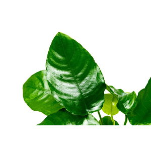 Растение на лаве АНУБИАС НАНА МОРЩИНИСТОЛИСТНЫЙ