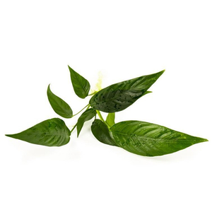 АНУБИАС ЛАНЦЕТОВИДНЫЙАНУБИАС ЛАНЦЕТОВИДНЫЙ