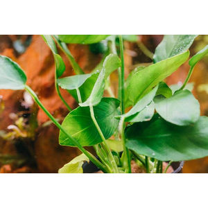 Растение на лаве АНУБИАС НАНА ПАКСИНГ