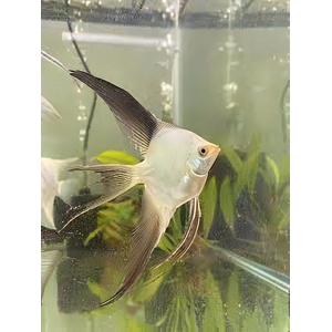 Pterophyllum scalare Bulgarian Seal Point — селекционная форма обычной скалярии, выведенная в Болгарии в качестве декоративной рыбки.