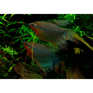 Жемчужный гурами (лат. Trichopodus leerii) — один из видов лабиринтовых рыб, относится к распространённым аквариумным рыбкам. Название произошло из-за мозаичного рисунка из многочисленных крапинок или точек, по цвету напоминающих маленькие жемчужины.