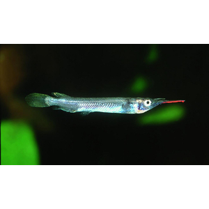 Дермогенис карликовый (Dermogenys pusilla), или бойцовый полурыл — пресноводная лучеперая рыба из семейства Полурылых.