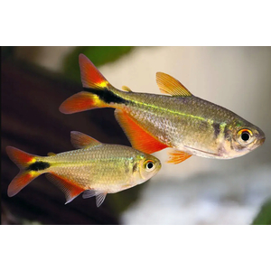 Тетра Плотвичка (Тетрагоноптерус, Тетра ромбовидная) (Hyphessobrycon anisitsi) — пресноводная лучеперая рыбка из семейства Харациновые.