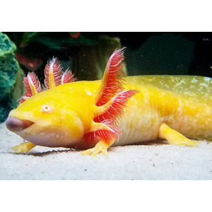 Золотой аксолотль — это неотеническая личинка мексиканской амбистомы (Ambystoma mexicanum). Золотыми аксолотлями называют одну из морф, у которых тело полностью или большая его часть окрашена в желтоватый цвет.