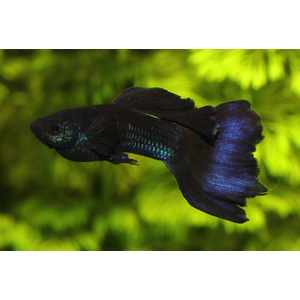 ГУППИ ЧЕРНЫЙ СМОКИНГ СИНИЙ ОТЛИВ