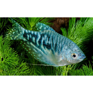 Мраморный гурами (научное наименование — Trichopodus trichopterus) — искусственно выведенная разновидность пятнистого гурами. Выведен в 70-х годах XX века американским селекционером Косби.
Ареал: мраморный гурами не встречается в природных водоёмах, но его близкие родственники обитают в Азии, Индонезии, Таиланде, Суматре.