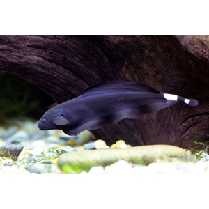 Apteronotus albifrons — научное название чёрной рыбы-ножа (чёрной ножетелки, чёрного призрака). Принадлежит семейству Аптеронотовые.