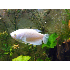 Гурами белый перламутровый (Trichogaster trichopterus var.) — селекционная форма обыкновенного гурами. В природе эти рыбки не обитают.