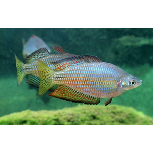 Melanotaenia splendida — вид аквариумных рыбок, также известный как радужница австралийская сплендида.