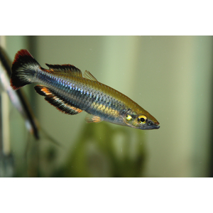 Бедоция мадагаскарская (Bedotia madagascariensis) — пресноводная лучепёрая рыбка из семейства Бедотиевые, эндемик острова Мадагаскар. Также встречается под названием мадагаскарская радужница.