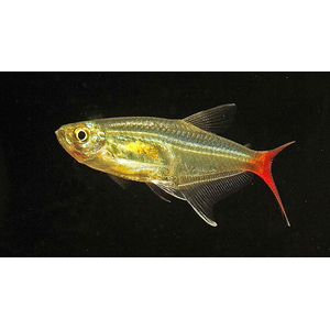 Тетра стеклянная (Prionobrama filigera) — пресноводная лучеперая рыбка из семейства Харациновые.