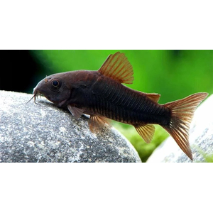 КОРИДОРАС БЛЭК ВЕНЕСУЭЛА 4см- Corydoras venezuelanus