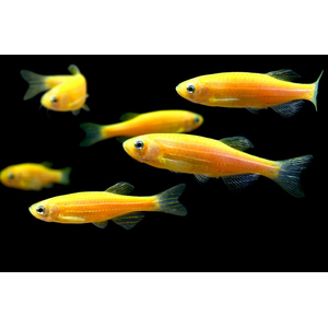 ДАНИО ГЛО ОРАНЖ