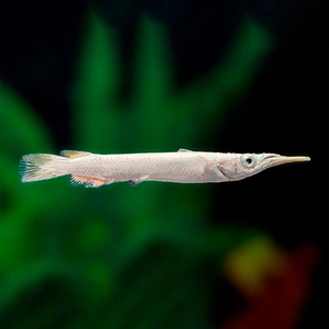 Дермогенис карликовый (Dermogenys pusilla), или бойцовый полурыл — пресноводная лучеперая рыба из семейства Полурылых.