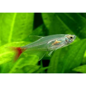Тетра стеклянная (Prionobrama filigera) — пресноводная лучеперая рыбка из семейства Харациновые.