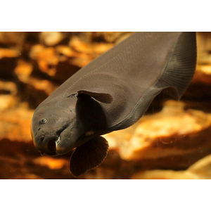 Apteronotus albifrons — научное название чёрной рыбы-ножа (чёрной ножетелки, чёрного призрака). Принадлежит семейству Аптеронотовые.