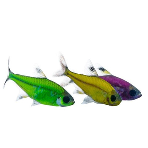 ТЕТРА ПРИСТЕЛЛА ЗЕЛЕНАЯ / МЯТНАЯ ГЛОФИШ - Pristella glofish